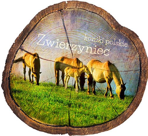Magnes drewniany pieniek Zwierzyniec