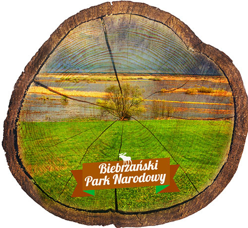 Magnes drewniany pieniek Biebrzański Park Narodowy