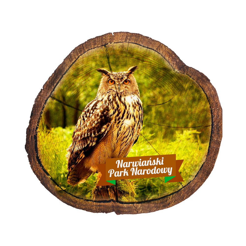 Magnes drewniany pieniek Narwiański Park Narodowy