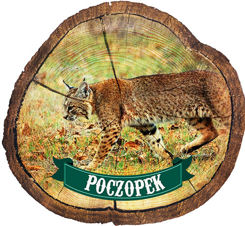 Magnes drewniany pieniek Poczopek