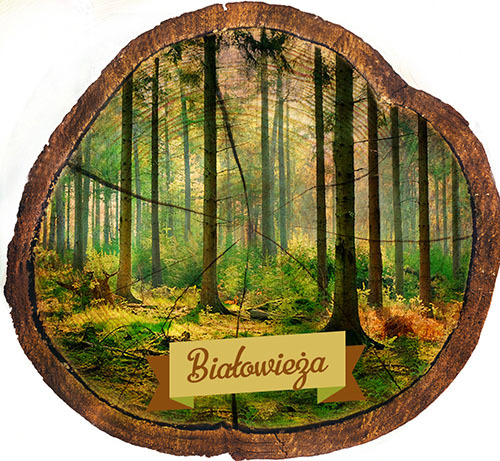Magnes drewniany pieniek Białowieża