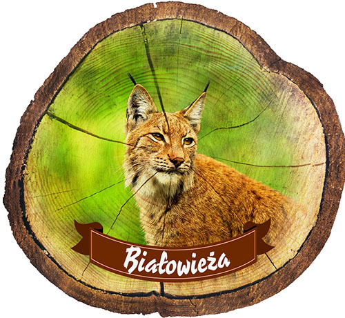 Magnes drewniany pieniek Białowieża