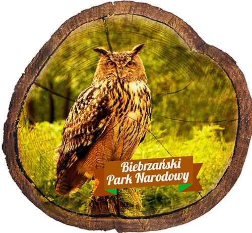 Magnes drewniany pieniek Biebrzański Park Narodowy